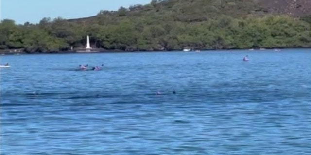 Jiménez was reportedly filmed actively pursuing a pod of spinner dolphins.