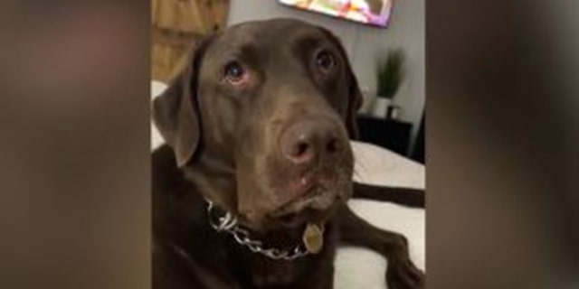 Winston, the dog attacked by an alligator in a Deltona, Florida, backyard.