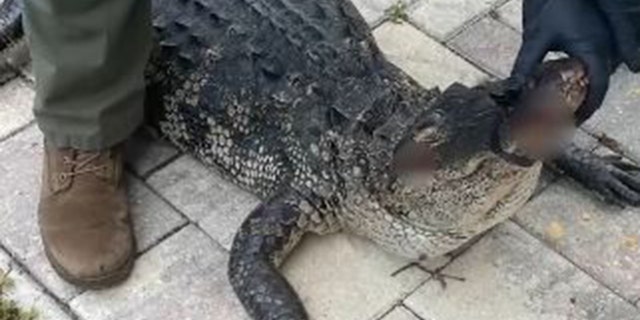 Gator who attacked dog in Florida was 7 feet, 8 inches long.