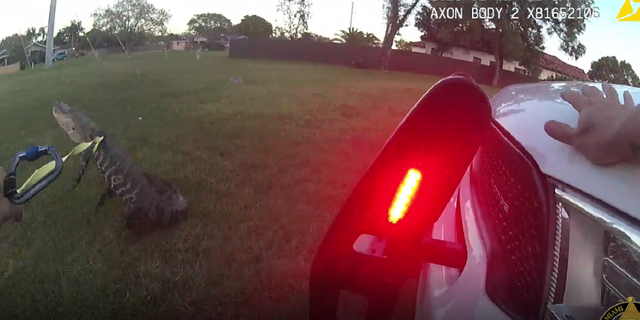 The officer eventually managed to tie the strap to a Miami-Dade police cruiser, saying in the video that the alligator now isn't going anywhere.