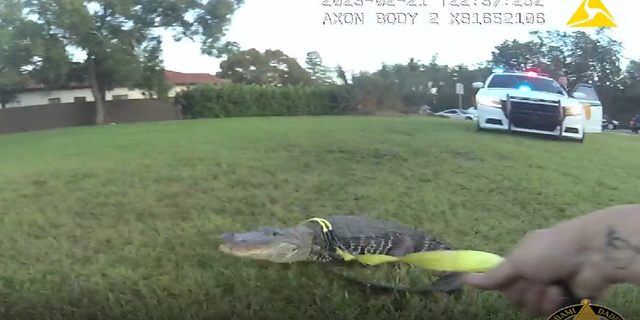 The alligator was seen trying to escape after being wrangled by the Miami-Dade officer.