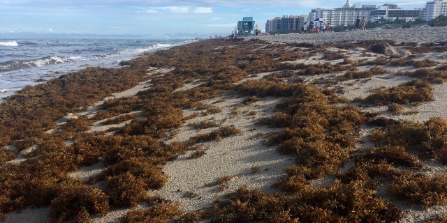 Red tide, a toxic algae bloom that occurs naturally in the Gulf of Mexico, is worsened by the presence of nutrients such as nitrogen in the water.