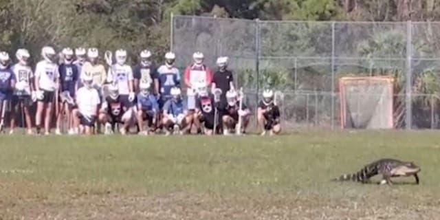 Lacrosse practice interrupted after alligator takes the field at ...