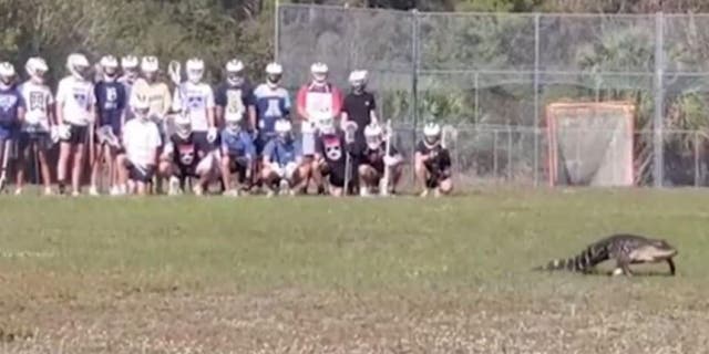 An alligator interrupts lacrosse practice at a Tampa, Florida, high school.