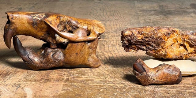 The researchers' findings were published in the journal Palaeontologia Electronica.