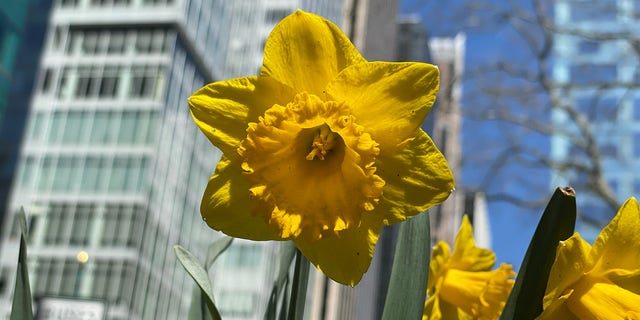 Daffodil in bloom at Bryant Park in New York City, surrounded by the skyscrapers of Midtown Manhattan, March 26, 2023. Millions of daffodils, grown from bulbs donated by Dutch flower merchants, were planted around New York City after 9/11. They bloom each spring in what some call "the world's largest living memorial."
