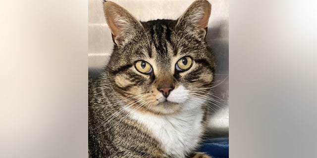 New York cat named Froggy, a ‘sweet, lovable’ boy, wants a forever home ...