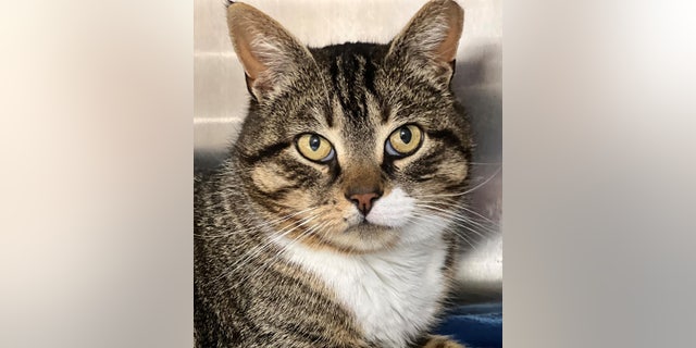 Froggy loves to be petted, according to the Animal Rescue Fund of the Hamptons, the shelter where he's living while he awaits a forever home.