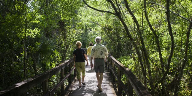 Fakahatchee Strand is located in Collier County, which is in the southwest of Florida, near the Everglades.