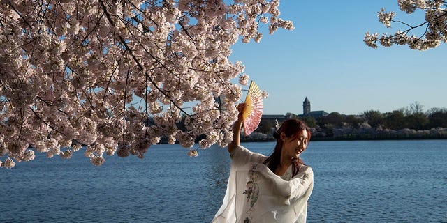 Таня Кай из Арлингтона, штат Вирджиния, позирует фотографу под цветущими японскими вишнями вдоль Приливного бассейна в Вашингтоне, вторник, 30 марта 2021 года. 