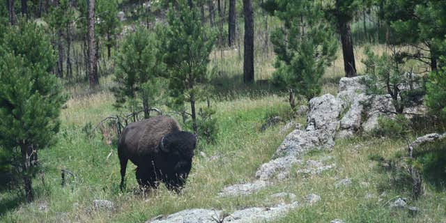 A bison grazes near in the Black Hills National Forest in Custer, South Dakota, on July 8, 2020.