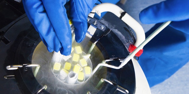 A doctor retrieves embryo samples from cryogenic storage.