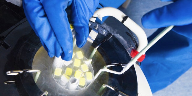 A doctor removes embryo samples from cryogenic storage.