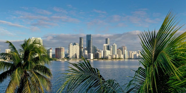 MIAMI, FLORIDA - OCTOBER 27: Aerial view of palm trees framing the city skyline on October 27, 2021 in Miami, Florida. (Photo by Joe Raedle/Getty Images)