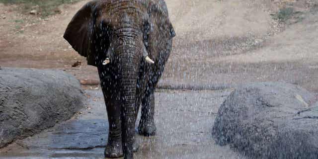 Lisa the African elephant enjoys a soaking from Oakland firefighters who sprayed water from their hose at the Oakland Zoo in 2017. The 46-year-old elephant was euthanized due to age-related problems on Sunday.