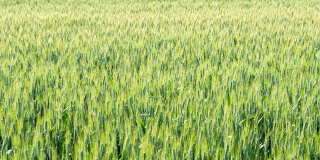 A large wheat field is pictured in Whitman County, Washington.
