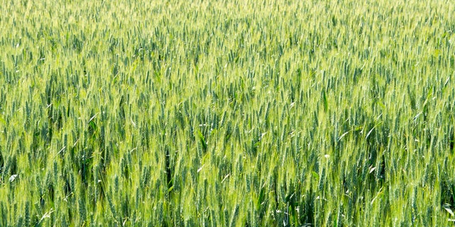 A large wheat field is pictured in Whitman County, Washington.