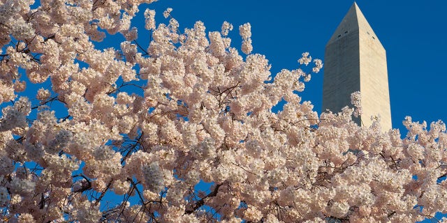 Cherry blossoms