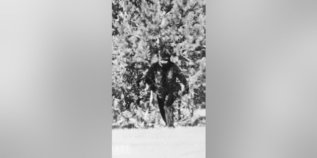 This picture, taken by in May 1981 by wilderness explorer C. Thomas Biscardi, of San Jose, California, purports to show Bigfoot in the wild.