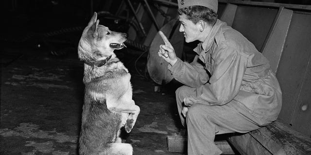 (Original Caption) 11/3/1945-WAR DOGS RETURN... First members of infantry scout dog platoons to arrive from overseas get back their land legs by limbering up with their masters, as this one does here. He returned with over 90 dogs that served wth the 5th Army in Italy.