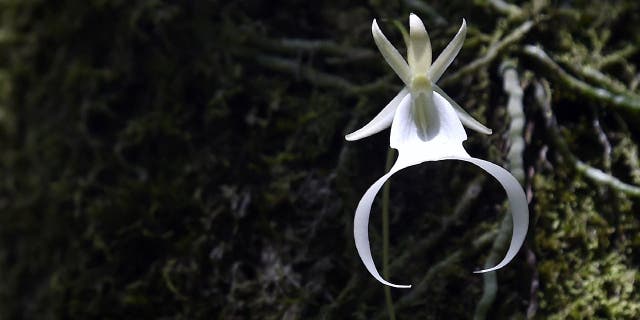 An uncommonly found and endangered 20-year-old ghost orchid blooms for only the second time in the swamp at Fakahatchee Strand Preserve State Park in Copeland, Florida, on June 29, 2016. Scientists and researchers have been growing the orchids in hopes of reintroducing the endangered species into the wild.