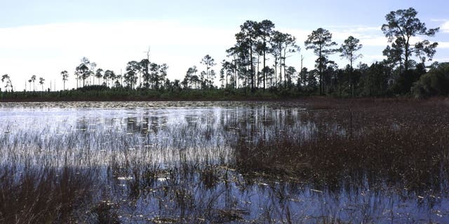 Lake Delancy seen in Florida's Ocala National Forest.