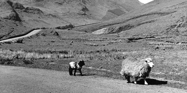 Sheep walking along the Honester Pass of Borrowdale Valley in the Lake District, Cumbriam England, circa 1925. Graphite discovered in Borrowdale in the 1500s proved useful for marking sheepskins — and fueled the rise of the pencil industry. 