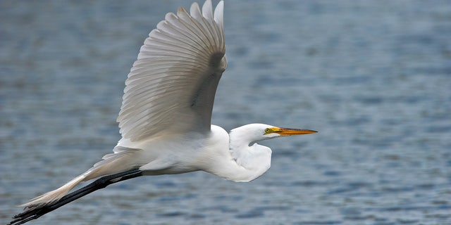 The Great Egret is the symbol of the National Audubon Society.