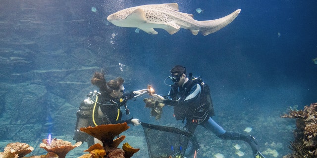 Two divers collect shark eggs as part of the annual inventory at the zoo in Hagenbeck, Germany, on Jan. 12, 2018. 