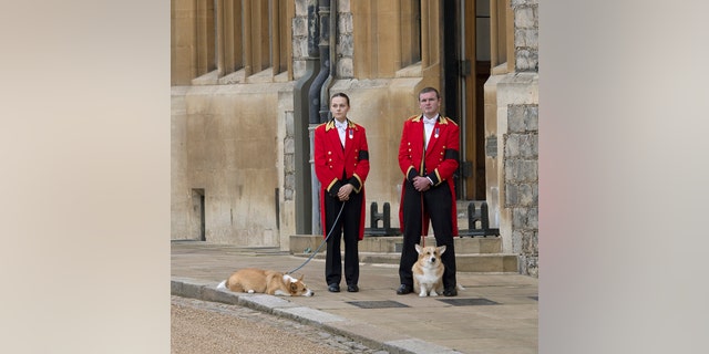 The corgis of Queen Elizabeth II, Muick and Sandy, before the Committal Service for Queen Elizabeth II at St George's Chapel in Windsor Castle Sept. 19, 2022, in Windsor, England.