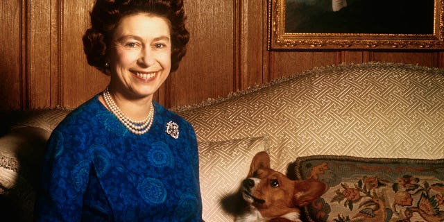 Corgis were a constant companion to Queen Elizabeth II. Sarah Ferguson is currently watching over her two remaining dogs.