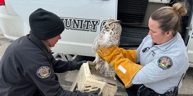 Fargo police rescue injured owl.