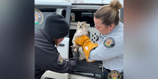 A Fargo, North Dakota police officer rescued an owl with a broken wing, after trudging through waist-deep snow.
