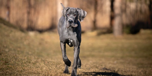 Picture of Great Dane