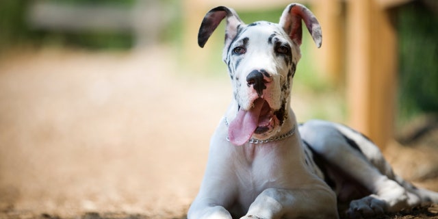 Sabathne's Great Danes had reportedly bitten Potter before they fatally attacked her last week.