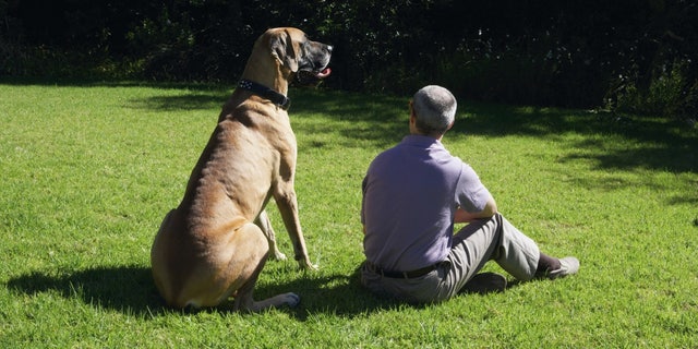 The Great Danes tower over other dog breeds and can measure 32 inches at the shoulder.