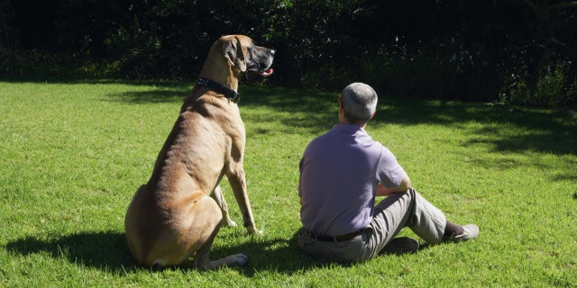 Great Danes tower over other dog breeds and can measure 32 inches at the shoulder.