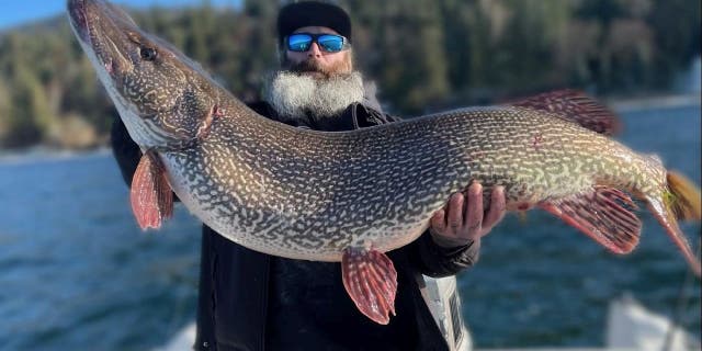 The record-breaking northern pike Thomas Francis caught from Hayden Lake in North Idaho on March 21, 2023, reportedly weighed 40.76 pounds.