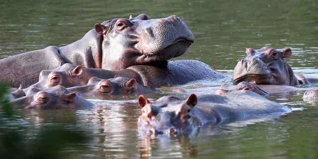 Los hipopótamos flotan en el lago en el parque de Hacienda Nápoles, que alguna vez fue propiedad privada de Pablo Escobar, quien importó tres hipopótamos hembras y un macho hace décadas en Puerto Triunfo, Colombia.  Colombia planea transportar al menos 70 hipopótamos a India y México.