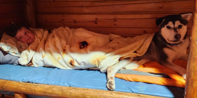 Harrison is pictured with Harvey, who is slowly starting to settle into his new home and embrace his husky personality.