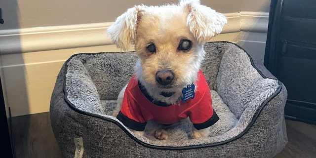 Thirteen-year-old Bindi is house-trained and gets along with other dogs and new humans.