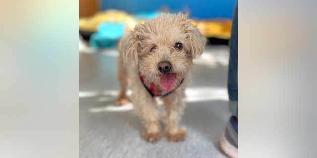 Bundy is blind, however "She sniffs and hops her way around just fine," Muttville Senior Dog Rescue said on its website.
