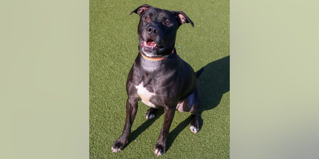 Loki has lived at the Kansas Humane Society since Nov. 9, 2022, making him the longest resident of the shelter, the staff told Fox News Digital.