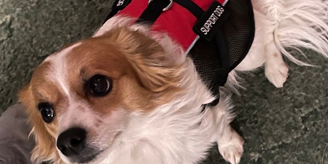 Texas mom suffers quadruple amputation, credits her faith and a little dog for pulling her through 7 Wyndi Adkins was given her Chiweenie, Mazi, in exchange for two bags of pig food.
