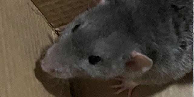 Jeffrey Stuart's pet rat, Jerry.