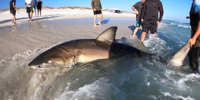 John McLean, charter boat captain and owner of Big John Shark Fishing Adventures, told Fox News Digital that he and a friend led four shark fishing clients in February 2023, which resulted in an approximate 13-foot great white shark catch offshore Pensacola Beach, Florida.
