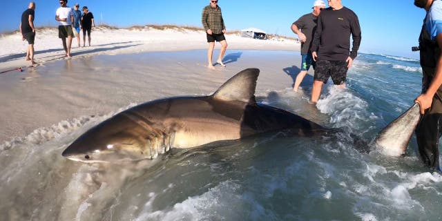John McLean, charter boat captain and owner of Big John Shark Fishing Adventures, told Fox News Digital that he and a friend led four shark fishing clients in February 2023, which resulted in an approximate 13-foot great white shark catch offshore Pensacola Beach, Florida.