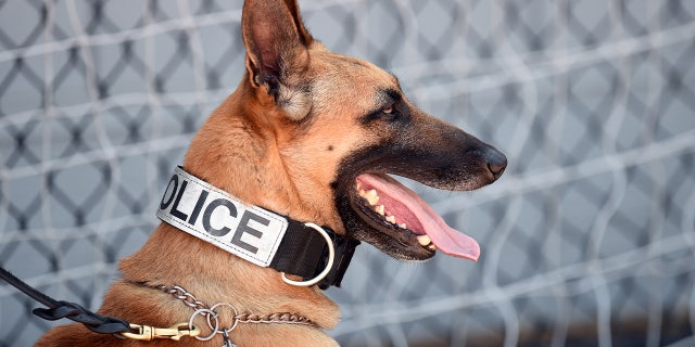 A police K-9 from Los Angeles County