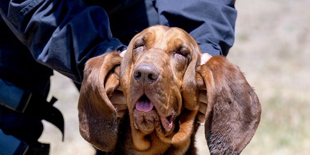 LAPD Gang and Narcotics Division K-9 handler Det. Patrick Foreman rubs bloodhound Piper's ears.  