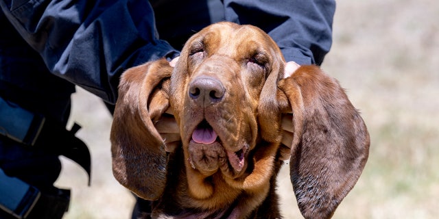 LAPD Gang and Narcotics Division K-9 handler Det. Patrick Foreman rubs bloodhound Piper's ears.